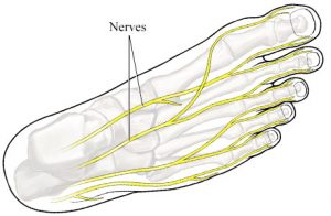 nerfs des pieds